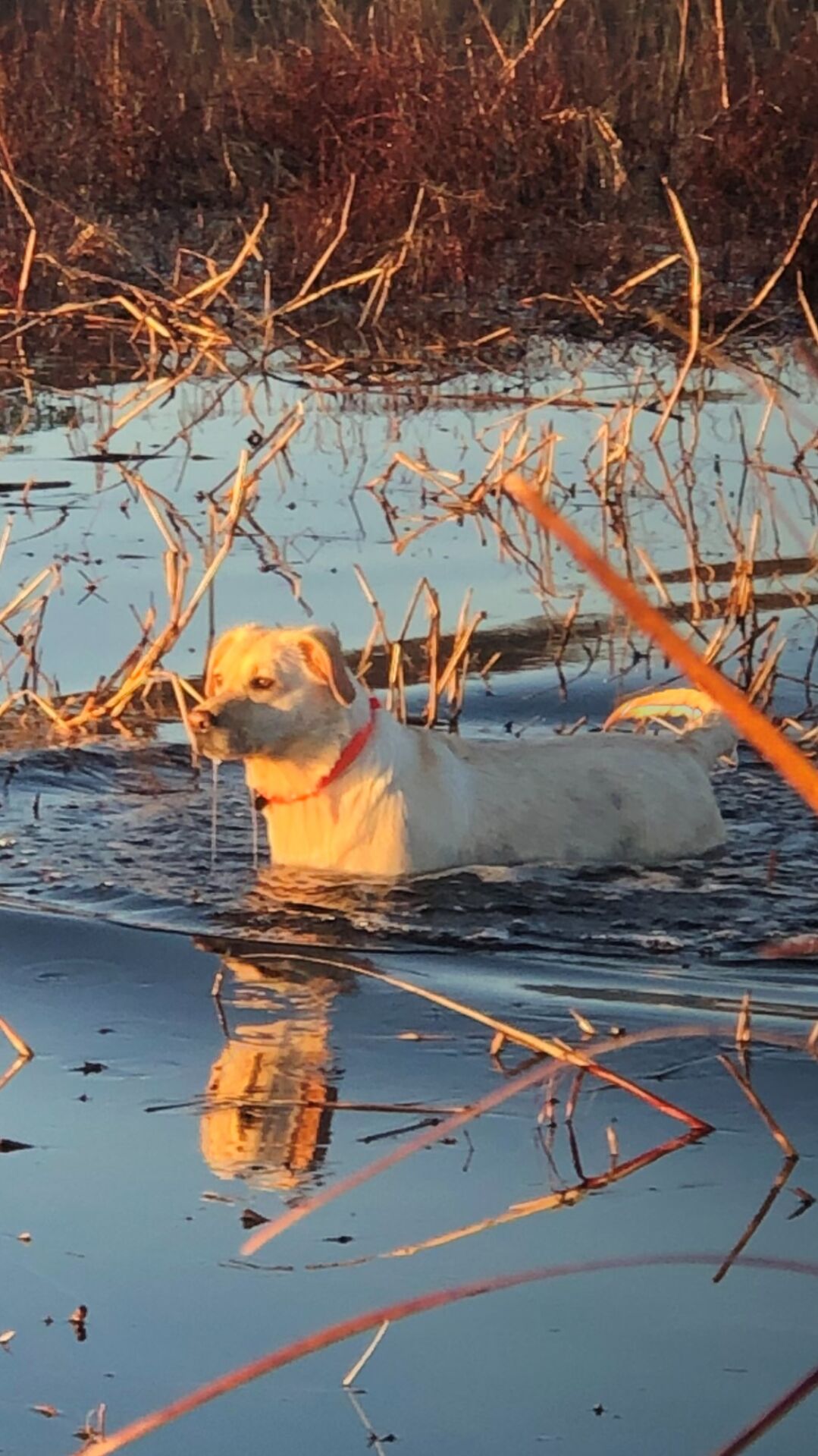 Dixie watches ducks